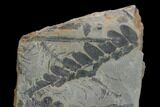 Pennsylvanian Fossil Fern (Neuropteris) Plate - Kentucky #137726-1